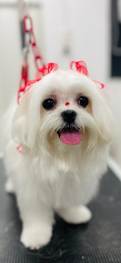 PELUQUERÍA CANINA ALICANTE VANITY PETS